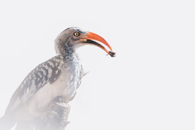 Close-up of a bird against white background