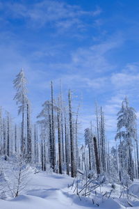 Trees on snow covered field against sky