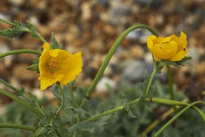 Close-up of yellow flowering plant