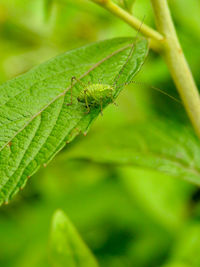 Close-up of insect on leaf