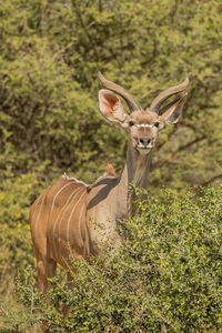Portrait of giraffe on field