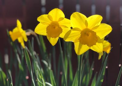 Close-up of yellow flowering plant