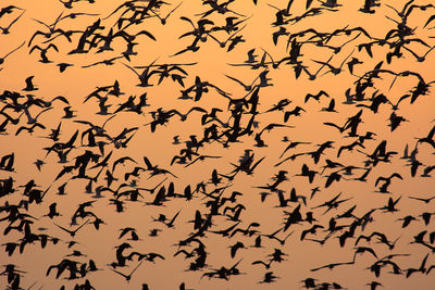 Low angle view of silhouette birds flying against sky