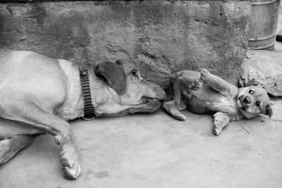 High angle view of dog