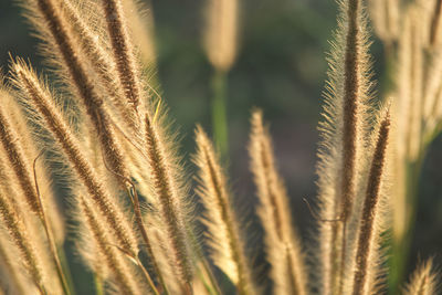 Close-up of wheat plants