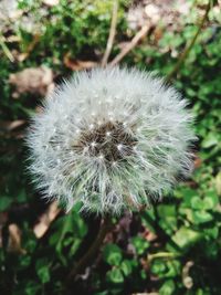 Close-up of dandelion flower on field