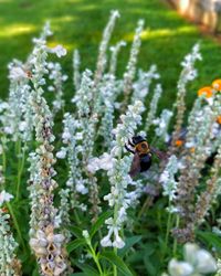 Close-up of bee on flower