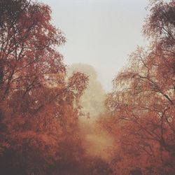 Trees in fog