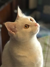Close-up of cat looking up