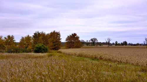 Scenic view of field against sky