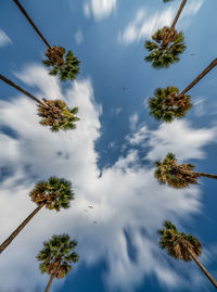 Low angle view of trees against sky