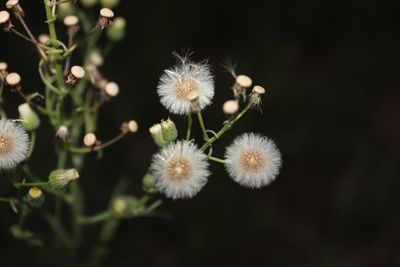 Close-up of dandelion