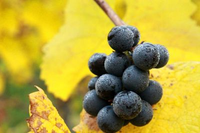 Close-up of wet black grapes with autumn leaves