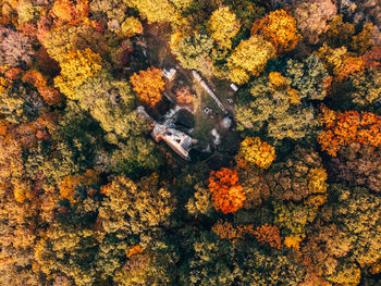 High angle view of tree in forest