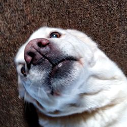 High angle view of dog looking up