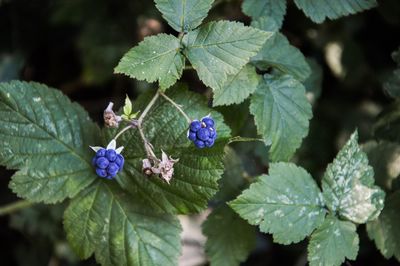 Close-up of purple flowers