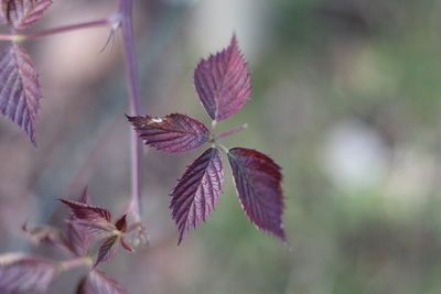 Close-up of leaves on plant during autumn