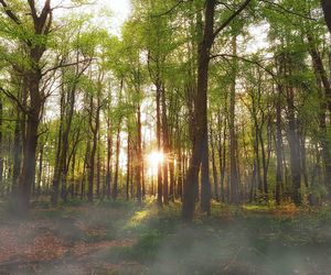 Sunlight streaming through trees in forest