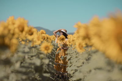 Close-up of honey bee on plant