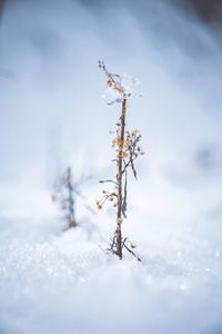 Close-up of frozen plant on field against sky