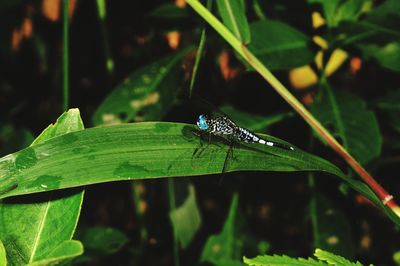 Close-up of insect on leaf