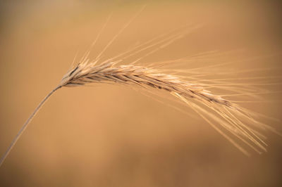 Wheat macro shot 