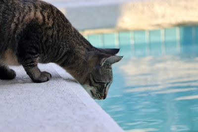 Side view of a cat looking at swimming pool