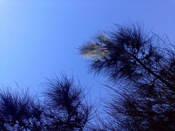 Low angle view of silhouette trees against clear blue sky