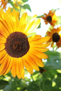 Close-up of sunflower