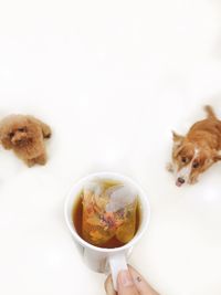 Cropped hand giving food to dogs over white background