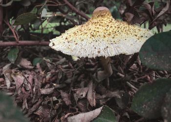 Close-up of mushroom growing on tree trunk