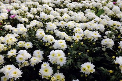 Full frame shot of white flowers