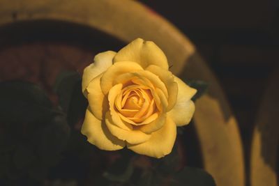 Close-up of rose flower