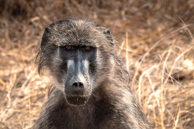 Portrait of a chacma baboon 