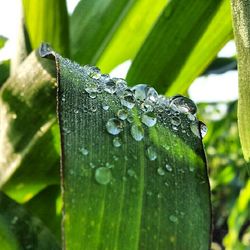 Close-up of water drops on leaf