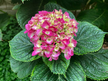 Close-up of pink flowers blooming outdoors