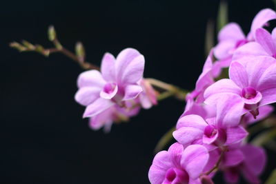 Close-up of pink flowers blooming outdoors