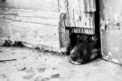 Close-up of a dog resting on open door