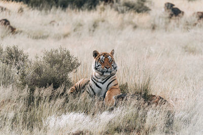 View of a cat on field