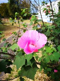 Close-up of pink flowering plant