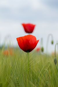Close up of red flowers growing in field
