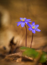 Close-up of purple flowering plant