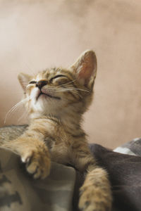 Close-up of kitten resting on bed