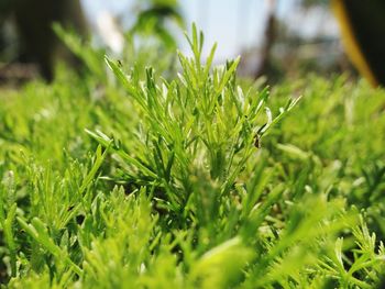 Close-up of plants growing on field