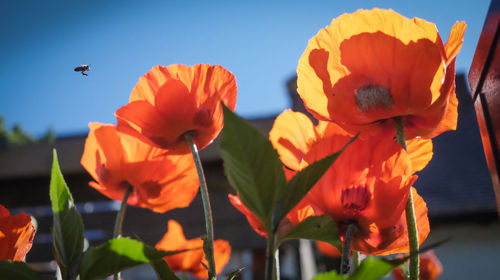 Close-up of orange butterfly flying over white flowering plants