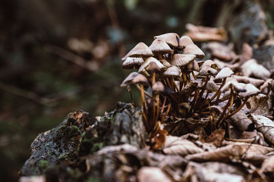 Close-up of mushroom growing on field