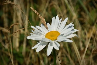 Close-up of white daisy