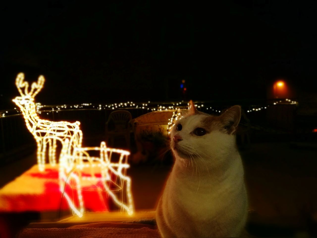 X-Mas-Cat