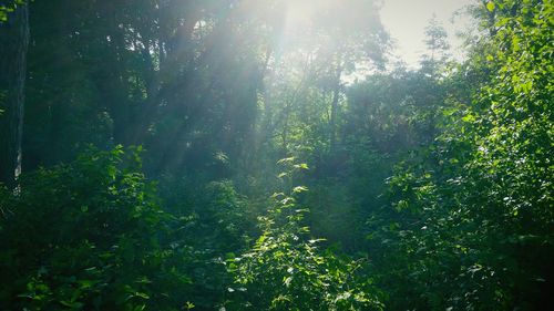 Trees growing in forest against sky