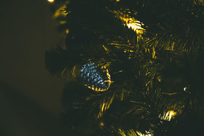 Close-up of christmas tree at night